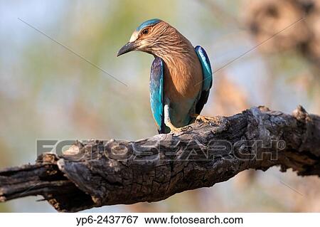 Indian roller (Coracias benghalensis) sitting on branch, Tadoba National Park, Maharashtra, India. View Large Photo Image Stock Photo - Indian roller (Coracias benghalensis) sitting on branch, Tadoba National Park, Maharashtra, India.. Fotosearch