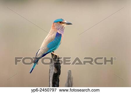 Indian roller (Coracias benghalensis), Kanha National Park, Madhya Pradesh, India. View Large Photo Image Stock Photo - Indian roller (Coracias benghalensis), Kanha National Park, Madhya Pradesh, India.. Fotosearch