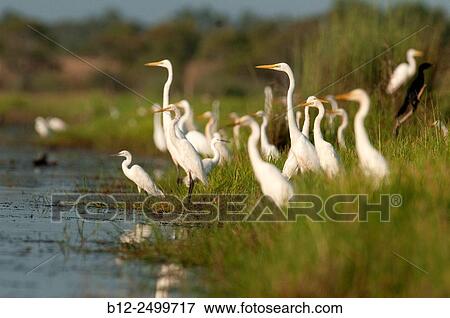Intermediate egret (Mesophoyx intermedia) and Great Egret (Ardea alba) - early morning - Tale noi - Thailanf View Large Photo Image Stock Photo - Intermediate egret (Mesophoyx intermedia) and Great Egret (Ardea alba) - early morning - Tale noi - Thailanf. Fotosearch