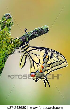 Italy, Lombardy, Countryside of Cremona Province, Old World Swallowtail, Papilio Machaon.. View Large Photo Image Stock Image - Italy, Lombardy, Countryside of Cremona Province, Old World Swallowtail, Papilio Machaon... Fotosearch