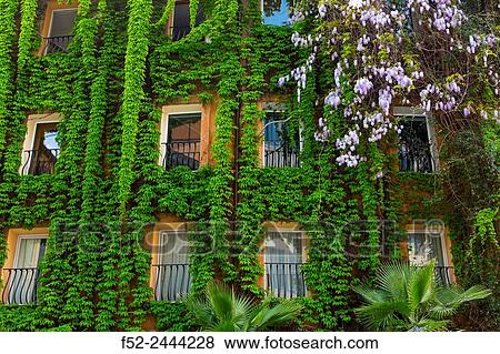 Italy, Rome, Facade of building overgrown with Ivy View Large Photo Image Stock Photo - Italy, Rome, Facade of building overgrown with Ivy. Fotosearch