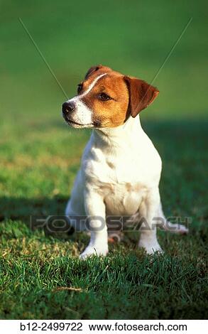 Stock Image - Jack Russel terrier.. Fotosearch