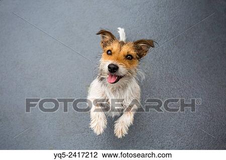 Jack Russell Terrier anticipating a treat. View Large Photo Image Stock Image - Jack Russell Terrier anticipating a treat.. Fotosearch