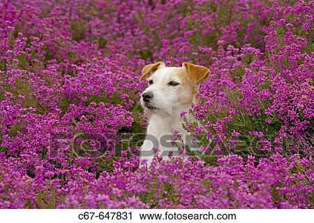 Stock Image - Jack Russell Terrier in Heather.. Fotosearch