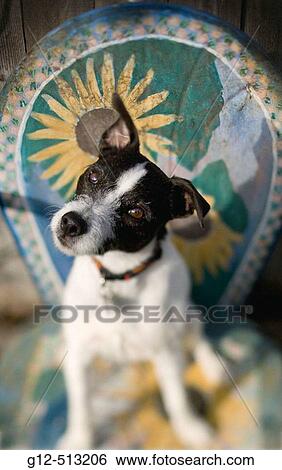 Jack Russell Terrier sitting on decorative chair tilting it´s head with one ear up. View Large Photo Image Stock Photograph - Jack Russell Terrier sitting on decorative chair tilting it´s head with one ear up.. Fotosearch