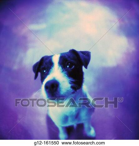Jack Russell Terrier View Large Photo Image Stock Image - Jack Russell Terrier. Fotosearch