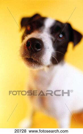 Jack Russell Terrier View Large Photo Image Stock Photo - Jack Russell Terrier. Fotosearch