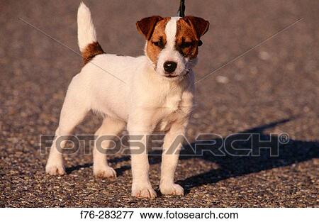 Jack Russell Terrier View Large Photo Image Stock Photo - Jack Russell Terrier. Fotosearch