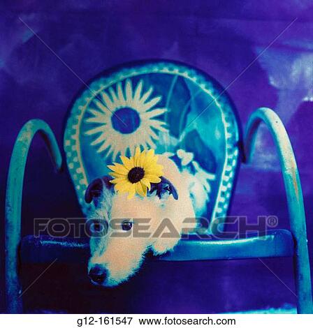 Jack Russell Terrier View Large Photo Image Stock Photo - Jack Russell Terrier. Fotosearch