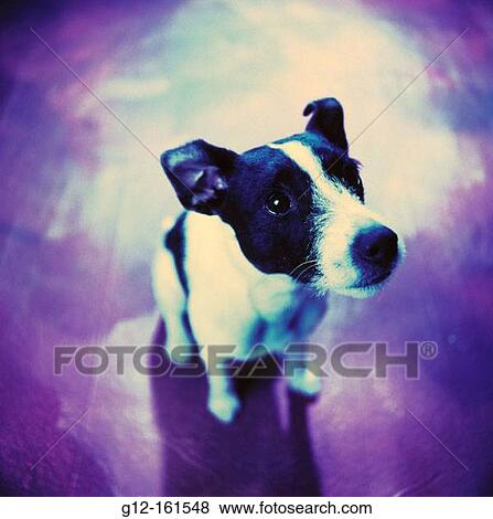 Jack Russell Terrier View Large Photo Image Stock Photo - Jack Russell Terrier. Fotosearch