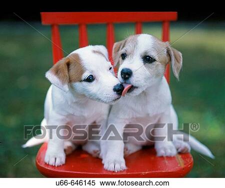 Jack Russell Terriers View Large Photo Image Stock Photography - Jack Russell Terriers. Fotosearch