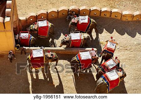 Stock Image - Jaipur - elephant returning from the Jaipur Amber Fort, Rajasthan, India.. Fotosearch