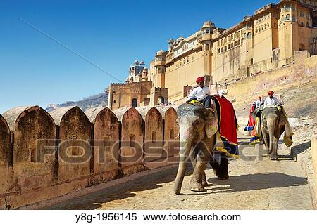 Stock Photography - Jaipur - elephant returning from the Jaipur Amber Fort, Rajasthan, India.. Fotosearch