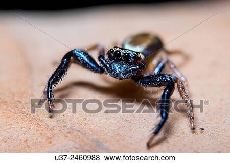 Jumping spider. Image taken at Kampung Skudup, Sarawak, Malaysia. View Large Photo Image Stock Photo - Jumping spider. Image taken at Kampung Skudup, Sarawak, Malaysia.. Fotosearch