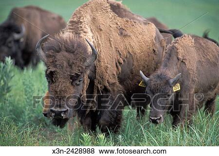 Stock Photo - Kansas, USA - Bison roaming the Konza Prarie.. Fotosearch