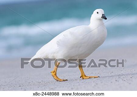 Kelp goose (Chloephaga hybrida), male. South America, Falkland Islands, January. View Large Photo Image Stock Photo - Kelp goose (Chloephaga hybrida), male. South America, Falkland Islands, January.. Fotosearch