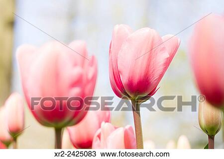 Keukenhof gardens, Lisse, Holland. View Large Photo Image Stock Image - Keukenhof gardens, Lisse, Holland.. Fotosearch