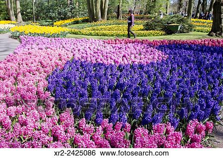 Keukenhof gardens, Lisse, Holland. View Large Photo Image Stock Photograph - Keukenhof gardens, Lisse, Holland.. Fotosearch