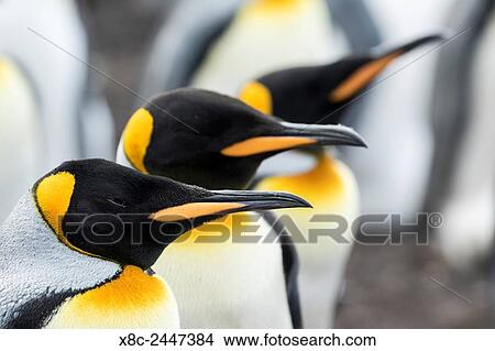 Picture - King Penguin (Aptenodytes patagonicus) on the Falkand Islands in the South Atlantic. Portrait. South America, Falkland Islands, January.. Fotosearch
