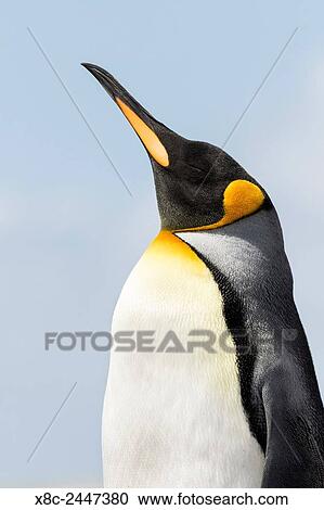 King Penguin (Aptenodytes patagonicus) on the Falkand Islands in the South Atlantic. Portrait. South America, Falkland Islands, January. View Large Photo Image Stock Image - King Penguin (Aptenodytes patagonicus) on the Falkand Islands in the South Atlantic. Portrait. South America, Falkland Islands, January.. Fotosearch