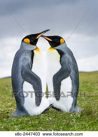 King Penguin (Aptenodytes patagonicus) on the Falkand Islands in the South Atlantic. South America, Falkland Islands, January. View Large Photo Image Stock Image - King Penguin (Aptenodytes patagonicus) on the Falkand Islands in the South Atlantic. South America, Falkland Islands, January.. Fotosearch