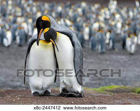 King Penguin (Aptenodytes patagonicus) on the Falkand Islands in the South Atlantic. Courtship display. South America, Falkland Islands, January. View Large Photo Image Stock Image - King Penguin (Aptenodytes patagonicus) on the Falkand Islands in the South Atlantic. Courtship display. South America, Falkland Islands, January.. Fotosearch