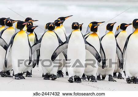 King Penguin (Aptenodytes patagonicus) on the Falkand Islands in the South Atlantic. Group of penguins marching on sandy beach towards their colony. South America, Falkland Islands, January. View Large Photo Image Stock Image - King Penguin (Aptenodytes patagonicus) on the Falkand Islands in the South Atlantic. Group of penguins marching on sandy beach towards their colony. South America, Falkland Islands, January.. Fotosearch