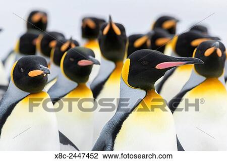 King Penguin (Aptenodytes patagonicus) on the Falkand Islands in the South Atlantic. Group of penguins marching on sandy beach towards their colony. South America, Falkland Islands, January. View Large Photo Image Stock Image - King Penguin (Aptenodytes patagonicus) on the Falkand Islands in the South Atlantic. Group of penguins marching on sandy beach towards their colony. South America, Falkland Islands, January.. Fotosearch