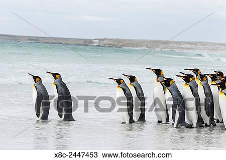 King Penguin (Aptenodytes patagonicus) on the Falkand Islands in the South Atlantic. Group of penguins entering the water. South America, Falkland Islands, January. View Large Photo Image Stock Image - King Penguin (Aptenodytes patagonicus) on the Falkand Islands in the South Atlantic. Group of penguins entering the water. South America, Falkland Islands, January.. Fotosearch