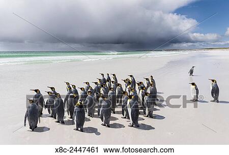 King Penguin (Aptenodytes patagonicus) on the Falkand Islands in the South Atlantic. Group of penguins on sandy beach during storm, thunderstorm clouds in the background. South America, Falkland Islands, January. View Large Photo Image Stock Image - King Penguin (Aptenodytes patagonicus) on the Falkand Islands in the South Atlantic. Group of penguins on sandy beach during storm, thunderstorm clouds in the background. South America, Falkland Islands, January.. Fotosearch
