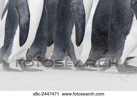 King Penguin (Aptenodytes patagonicus) on the Falkand Islands in the South Atlantic. Group of penguins on sandy beach during storm, detail of feet marching. South America, Falkland Islands, January. View Large Photo Image Stock Image - King Penguin (Aptenodytes patagonicus) on the Falkand Islands in the South Atlantic. Group of penguins on sandy beach during storm, detail of feet marching. South America, Falkland Islands, January.. Fotosearch