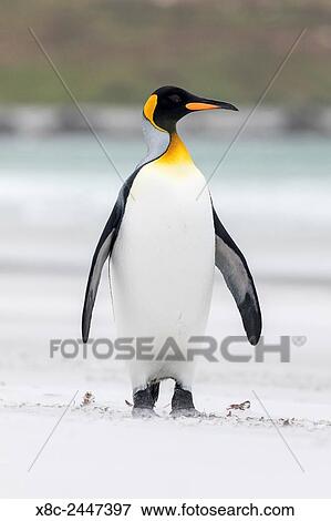 King Penguin (Aptenodytes patagonicus) on the Falkand Islands in the South Atlantic. South America, Falkland Islands, January. View Large Photo Image Stock Photo - King Penguin (Aptenodytes patagonicus) on the Falkand Islands in the South Atlantic. South America, Falkland Islands, January.. Fotosearch