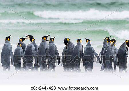 Stock Photo - King Penguin (Aptenodytes patagonicus) on the Falkand Islands in the South Atlantic. Group of penguins marching on sandy beach towards their colony. South America, Falkland Islands, January.. Fotosearch