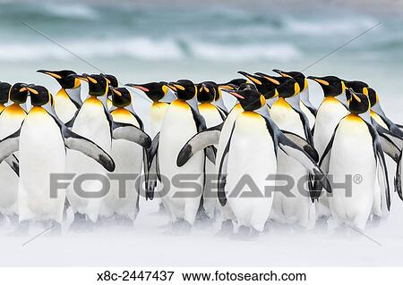 King Penguin (Aptenodytes patagonicus) on the Falkand Islands in the South Atlantic. Group of penguins marching on sandy beach towards their colony. South America, Falkland Islands, January. View Large Photo Image Stock Photo - King Penguin (Aptenodytes patagonicus) on the Falkand Islands in the South Atlantic. Group of penguins marching on sandy beach towards their colony. South America, Falkland Islands, January.. Fotosearch