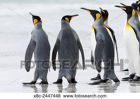 King Penguin (Aptenodytes patagonicus) on the Falkand Islands in the South Atlantic. Group of penguins marching on sandy beach towards their colony. South America, Falkland Islands, January. View Large Photo Image Stock Photo - King Penguin (Aptenodytes patagonicus) on the Falkand Islands in the South Atlantic. Group of penguins marching on sandy beach towards their colony. South America, Falkland Islands, January.. Fotosearch
