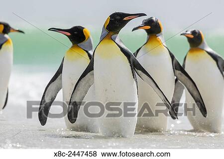 King Penguin (Aptenodytes patagonicus) on the Falkand Islands in the South Atlantic. Group of penguins standing in ocean. South America, Falkland Islands, January. View Large Photo Image Stock Photo - King Penguin (Aptenodytes patagonicus) on the Falkand Islands in the South Atlantic. Group of penguins standing in ocean. South America, Falkland Islands, January.. Fotosearch