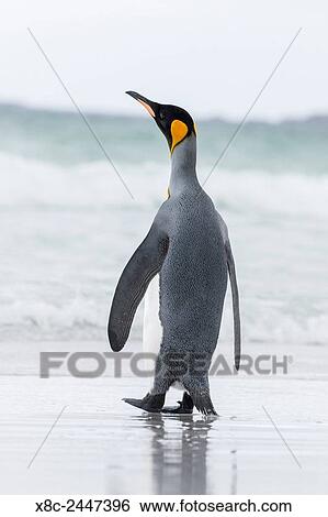 King Penguin (Aptenodytes patagonicus) on the Falkand Islands in the South Atlantic. South America, Falkland Islands, January. View Large Photo Image Stock Photograph - King Penguin (Aptenodytes patagonicus) on the Falkand Islands in the South Atlantic. South America, Falkland Islands, January.. Fotosearch