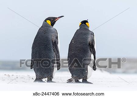 King Penguin (Aptenodytes patagonicus) on the Falkand Islands in the South Atlantic. South America, Falkland Islands, January. View Large Photo Image Stock Photograph - King Penguin (Aptenodytes patagonicus) on the Falkand Islands in the South Atlantic. South America, Falkland Islands, January.. Fotosearch