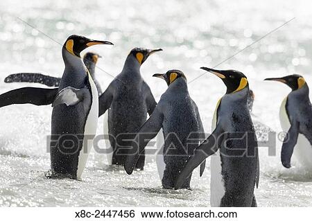 King Penguin (Aptenodytes patagonicus) on the Falkand Islands in the South Atlantic. Group of penguins walking into the water South America, Falkland Islands, January. View Large Photo Image Stock Photograph - King Penguin (Aptenodytes patagonicus) on the Falkand Islands in the South Atlantic. Group of penguins walking into the water South America, Falkland Islands, January.. Fotosearch