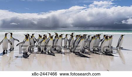 King Penguin (Aptenodytes patagonicus) on the Falkand Islands in the South Atlantic. Group of penguins on sandy beach during storm, thunderstorm clouds in the background. South America, Falkland Islands, January. View Large Photo Image Stock Photograph - King Penguin (Aptenodytes patagonicus) on the Falkand Islands in the South Atlantic. Group of penguins on sandy beach during storm, thunderstorm clouds in the background. South America, Falkland Islands, January.. Fotosearch
