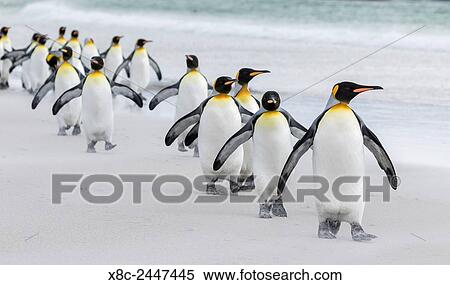 King Penguin (Aptenodytes patagonicus) on the Falkand Islands in the South Atlantic. Group of penguins marching on sandy beach towards their colony. South America, Falkland Islands, January. View Large Photo Image Stock Photography - King Penguin (Aptenodytes patagonicus) on the Falkand Islands in the South Atlantic. Group of penguins marching on sandy beach towards their colony. South America, Falkland Islands, January.. Fotosearch