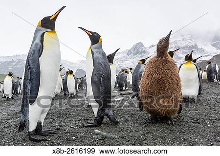 King penguins, Aptenodytes patagonicus, okum boy amongst adults at breeding colony, Gold Harbour, South Georgia. View Large Photo Image Stock Photo - King penguins, Aptenodytes patagonicus, okum boy amongst adults at breeding colony, Gold Harbour, South Georgia.. Fotosearch