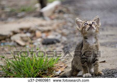 Kitten, sitting on road side, Kampung Sejijak, Sarawak, Malaysia. View Large Photo Image Stock Image - Kitten, sitting on road side, Kampung Sejijak, Sarawak, Malaysia.. Fotosearch