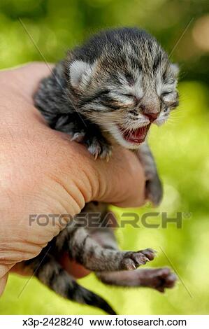 Stock Image - Kitten.. Fotosearch
