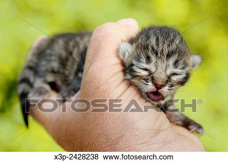 Kitten. View Large Photo Image Stock Photo - Kitten.. Fotosearch