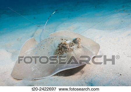 Kuhls Stingray, Neotrygon kuhlii, Great Barrier Reef, Australia. View Large Photo Image Stock Photo - Kuhls Stingray, Neotrygon kuhlii, Great Barrier Reef, Australia.. Fotosearch