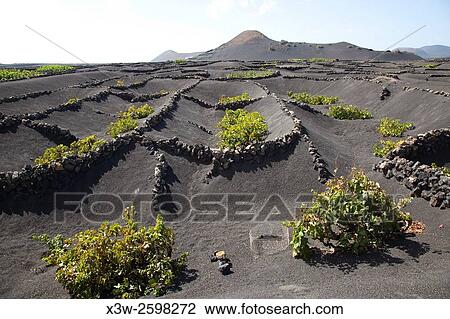 La Geria area, Lanzarote island, Canary archipelago, Spain, Europe. View Large Photo Image Stock Image - La Geria area, Lanzarote island, Canary archipelago, Spain, Europe.. Fotosearch