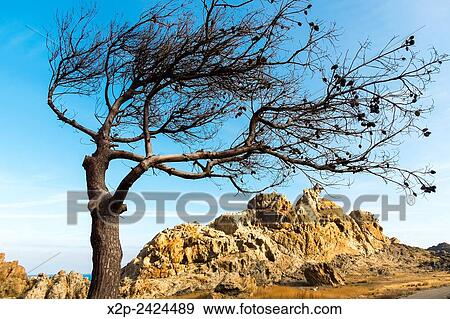 Landscape in Cap de Creus near of Cadaques, in Catalonia, Spain. View Large Photo Image Stock Photo - Landscape in Cap de Creus near of Cadaques, in Catalonia, Spain.. Fotosearch