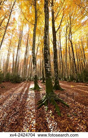 Picture - Larra Belagua forest at Roncal Valley, Navarre Pyrenees, Spain.. Fotosearch