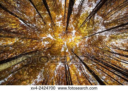 Stock Image - Larra Belagua forest at Roncal Valley, Navarre Pyrenees, Spain.. Fotosearch